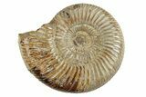 Polished Jurassic Ammonite (Perisphinctes) - Madagascar #270916-1